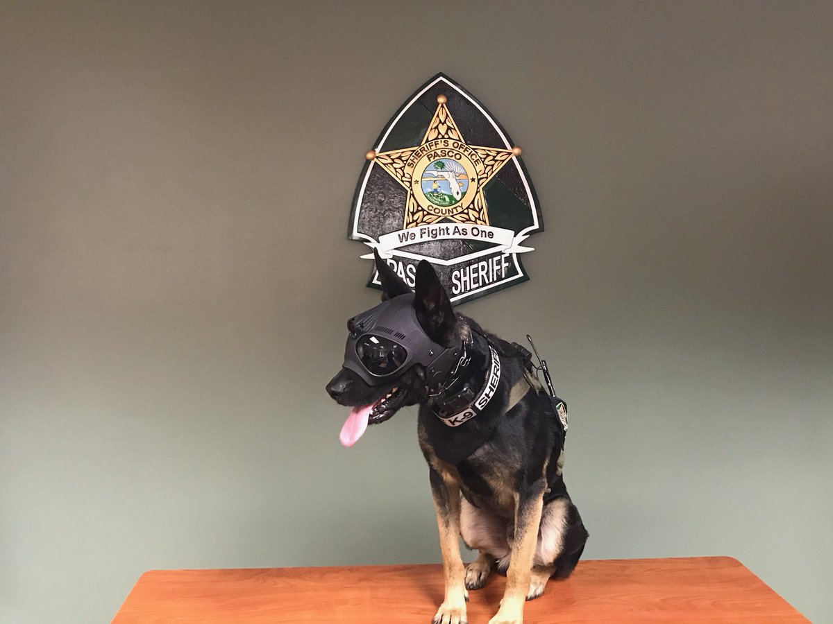 Pasco Sheriff tweet media
