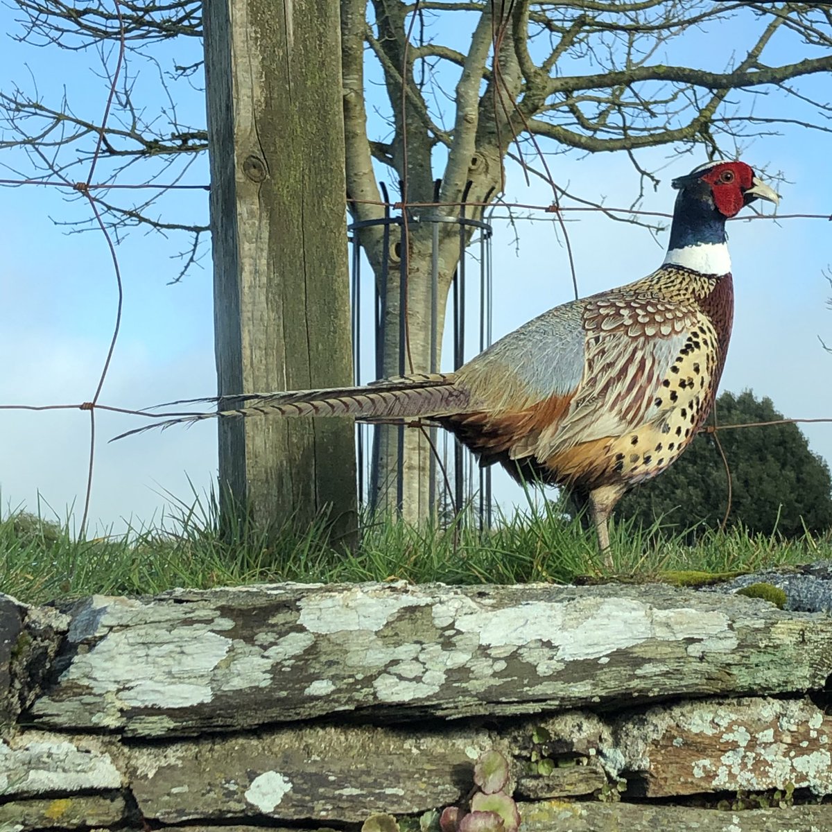 CarswellCottage's tweet photo. I parked alongside this rather handsome fellow this morning who stood posing for me without a care in the world #pheasant #photooftheday #farmlife #devon #devonfarms #rurallife https://t.co/y6y3kyK8DE