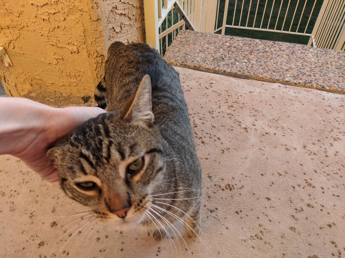 LesbianLass's tweet photo. Happy Monday everyone! My kitty friend is ready for work, and by work, I mean ready to hang out all day and get scritches! #CattingFromHome #WhereIsMyBreakfast? #INeedMyMorningScritches #QuarantineCatAdventures #Day6 https://t.co/biOXpVaba7