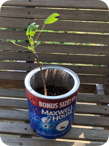 buhlermath's tweet photo. Shout out to Levi Dickson for planting and caring for his Arbor Day tree from 4H! @CENT_Tweets #TeachCent #homelearninghub https://t.co/A8t0rgDccI