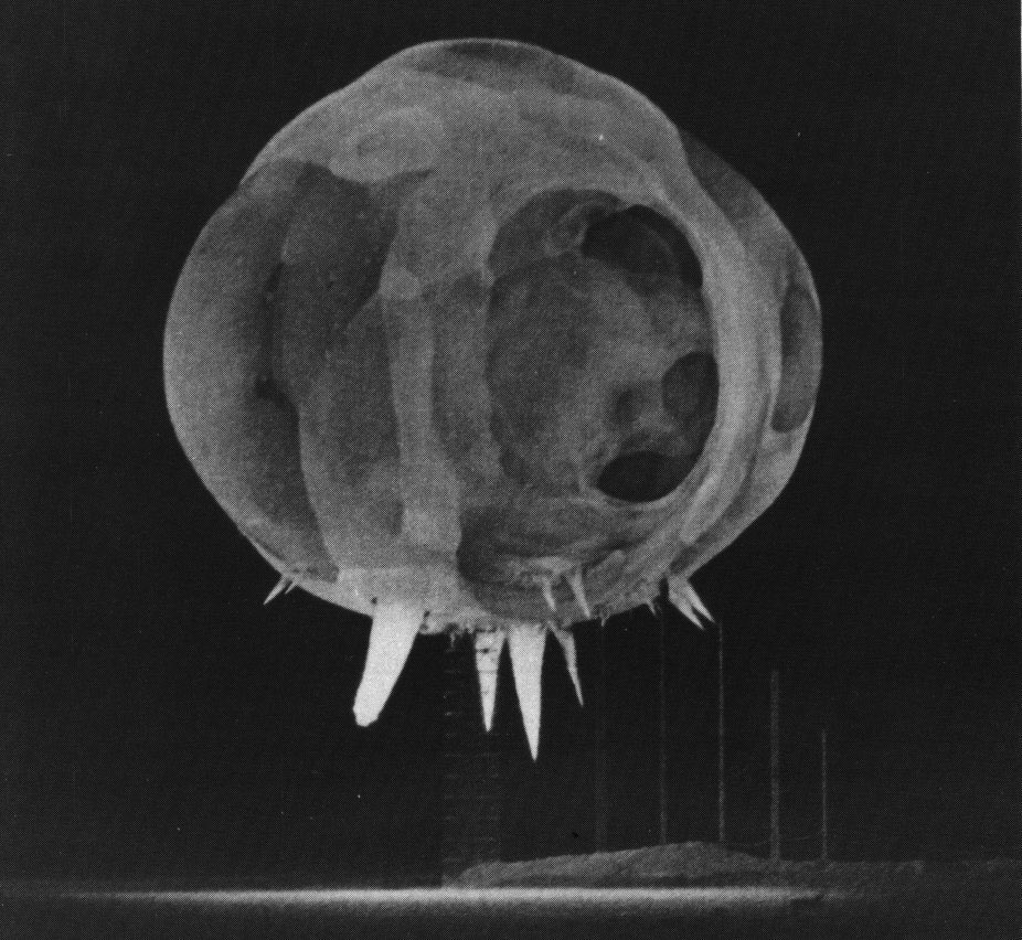 In these tests, the bomb sat at the top of a support tower (which you can see if you zoom in) and was held in place with steel mooring cables. Those glowing protrusions are the cables vaporizing. The phenomenon was dubbed the “rope trick effect.”Image: Public Domain
