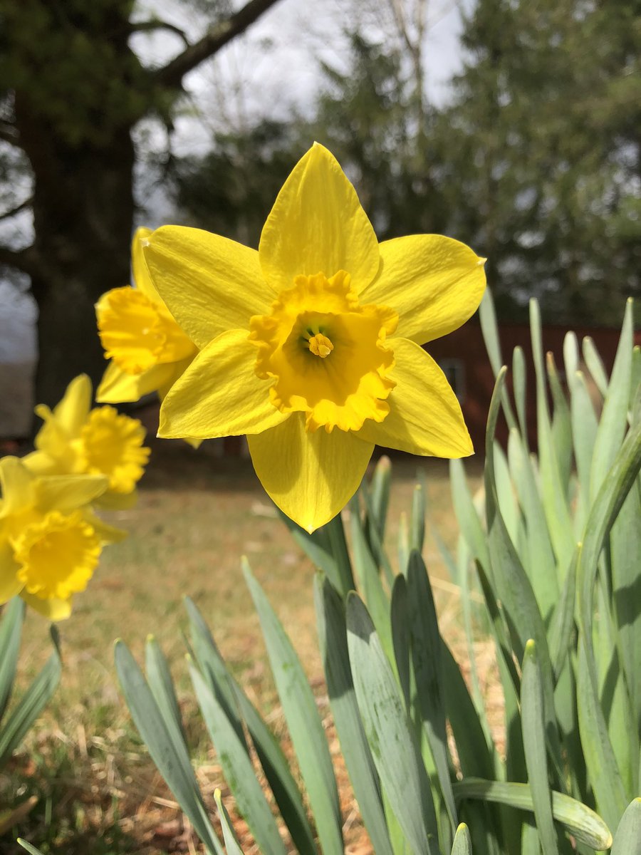 On this beautiful Monday, you can tell Spring is in the air <a href="/Watonka_Outdoor/">Watonka Outdoor Facilities</a> !! 

#flowers #spring #yellow #outdoors #poconomountains