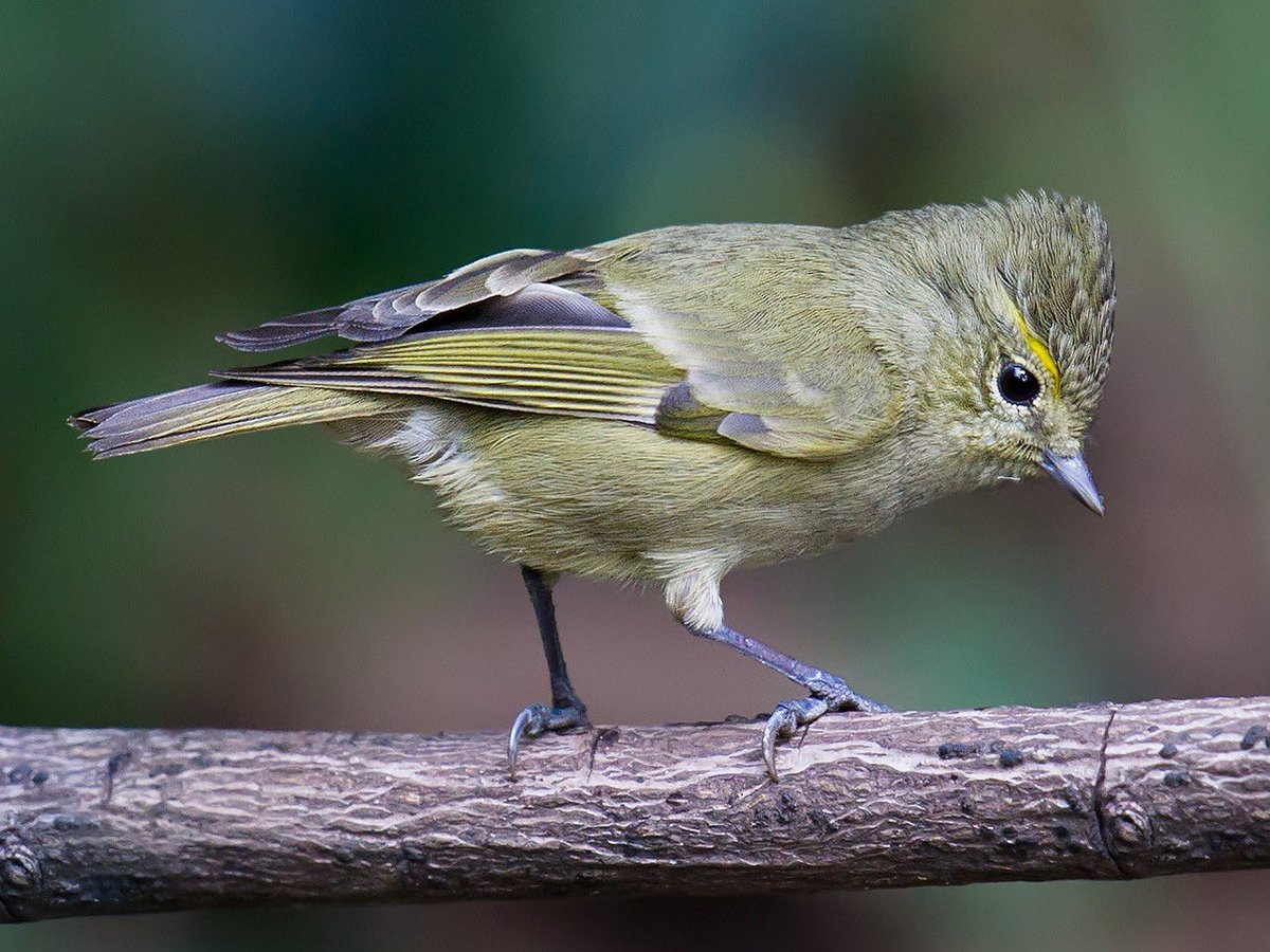 This is a yellow-browed tit. Note the yellow brows.
