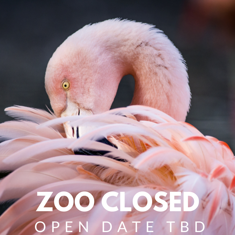 SequoiaParkZoo's tweet photo. In order to help stop the spread of COVID-19, the Sequoia Park Zoo is CLOSED with a reopening date TBD. Follow &amp; Like our Facebook, Twitter &amp; Instagram for daily updates from your friends at the Zoo! #care #friends #family #covid19 #zooclosure https://t.co/lTZYirLllO