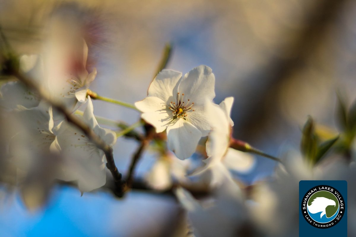 SavLakes's tweet photo. "Every time we remember to say thank you, we experience nothing less than heaven on earth."
~ Sarah Ban Breathnach

Despite some challenging circumstances, we are grateful for spring! What can you find to be grateful for? Feel free to reply. https://t.co/YTJfQnZl1H