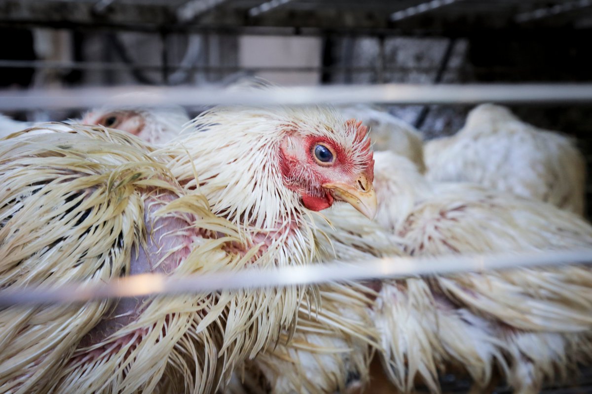 AE_Italia's tweet photo. Ogni anno milioni di animali vengono venduti e macellati all’interno dei wet market. La loro vita è una vita di sofferenze, nessuna legge li tutela in questi luoghi.
⠀
I wet market sono l’inferno in terra per gli animali, fermiamoli! https://t.co/mOfbCMIvTo

#BanWetMarkets https://t.co/2LLr612bLT