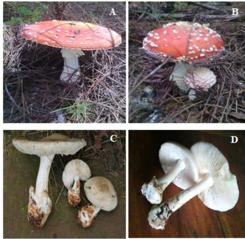 Two of the mushrooms that most commonly cause fatal poisonings are found in a family called Amanita: Amanita phalloides and Amanita muscaria. Amanita muscaria looks like the stereotypical photo of a "toadstool": red cap with white flecks, so fewer people eat it by mistake.