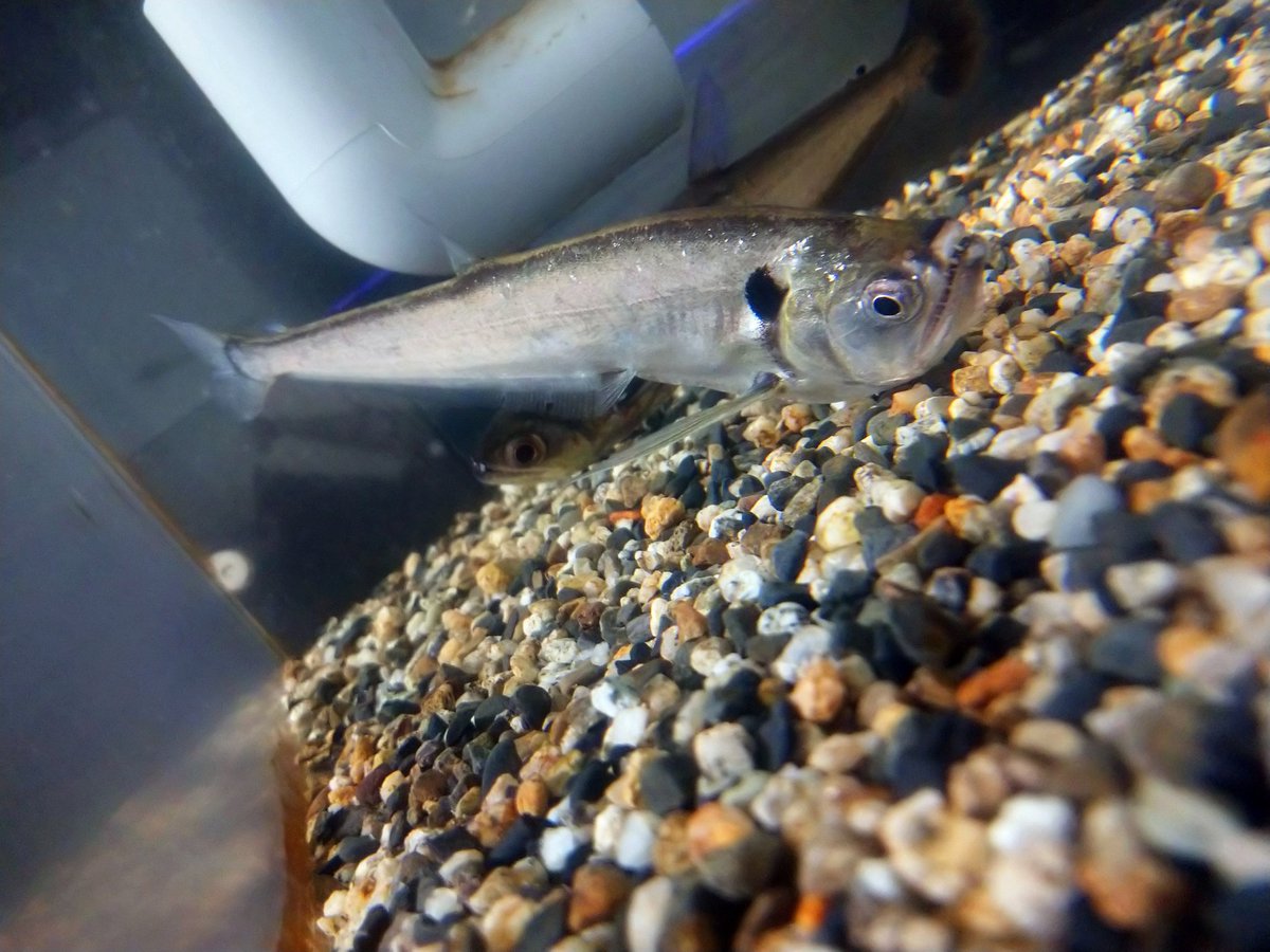 あかめちん No Twitter ダルマカショーロの餌食った直後マジで深海魚みたいな風貌になるからなんか好き マジクリーチャー