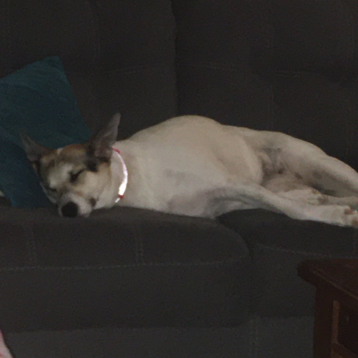 ClarissaMHL's tweet photo. @CTVMorningAtl #mondaymorning #workingfromhome #lifewithMaisy https://t.co/iduihqGyHt