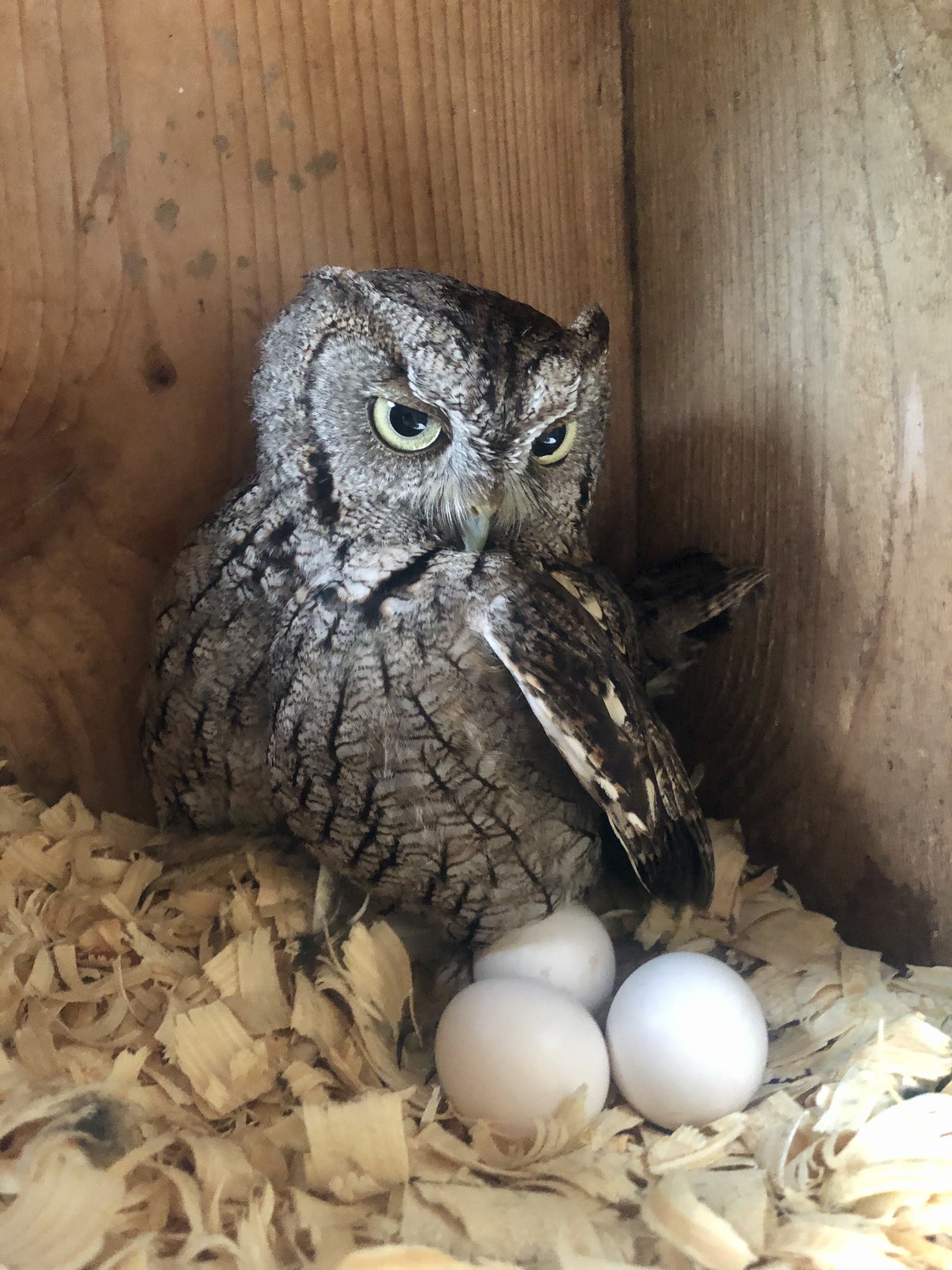 Baby Screech Owls Take A Peek Two Fledgling Screech Owls, 48% OFF