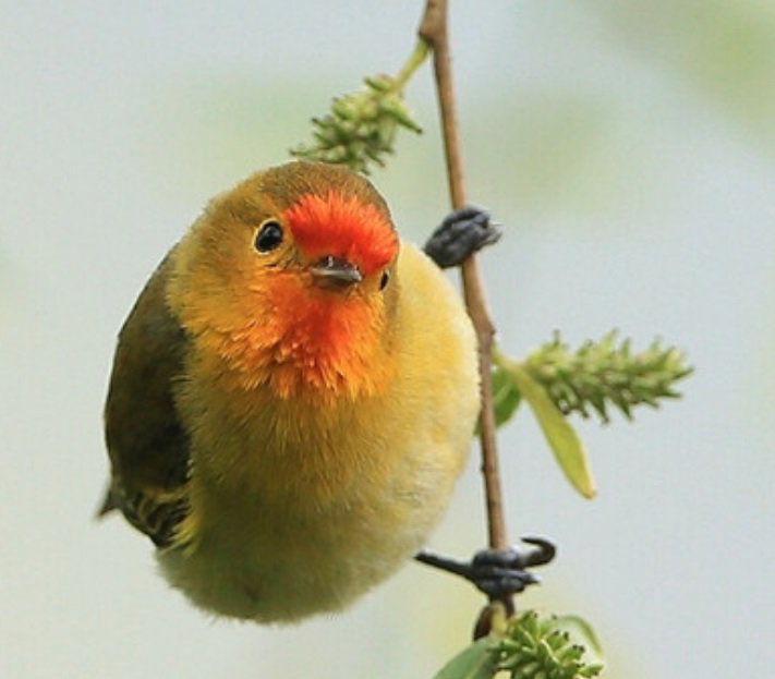 For reasons I won’t explain, I’ve been looking up pictures of tits on the internet (not that kind). Now... lots of them have descriptive names. For example, this is a fire-capped tit.