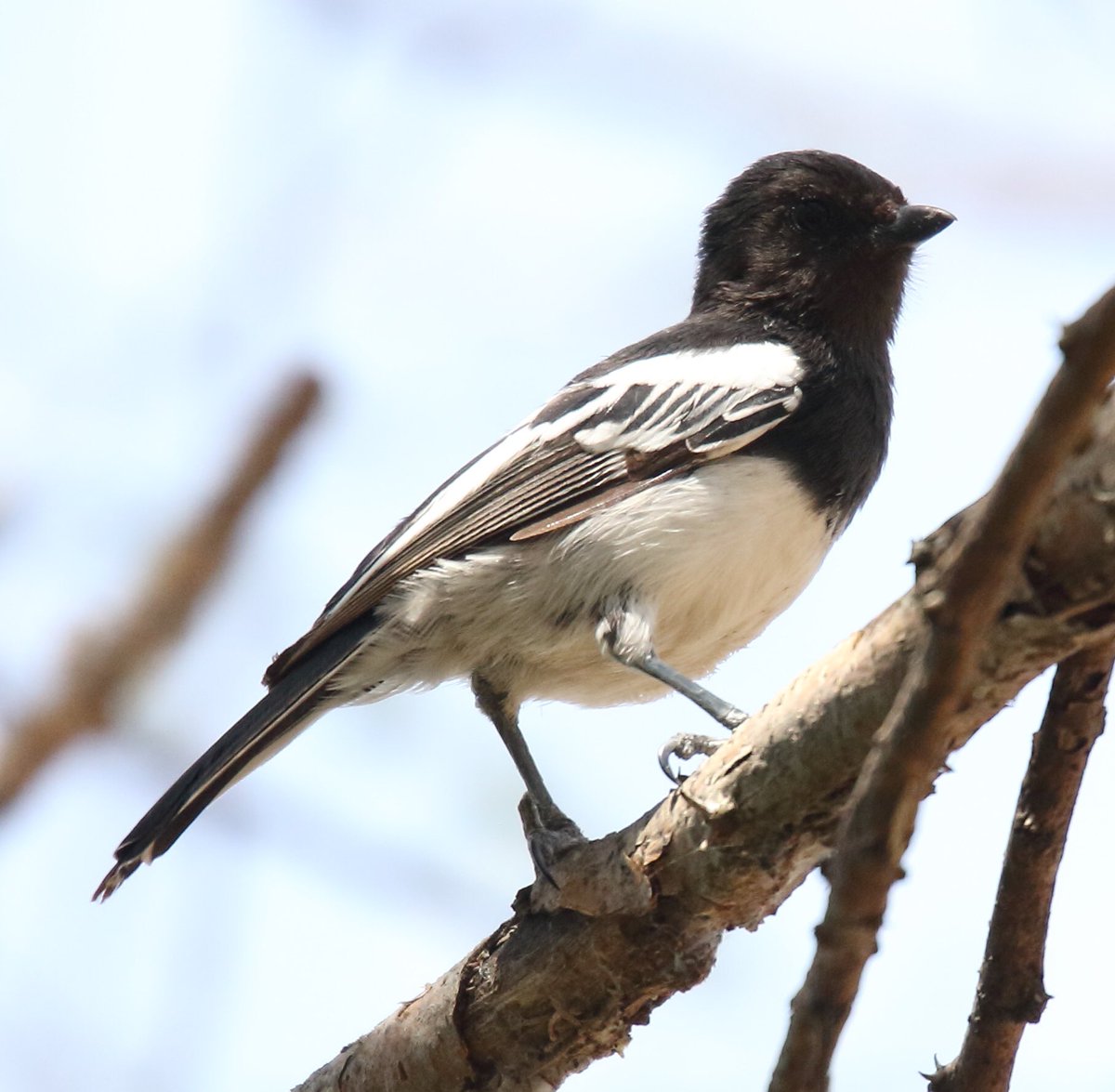 This is a white-bellied tit. You can easily spot these because of their... white bellies.
