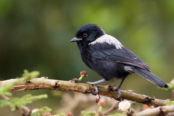 This is a white-backed tit. You guessed it, you can spot these because of their white backs.