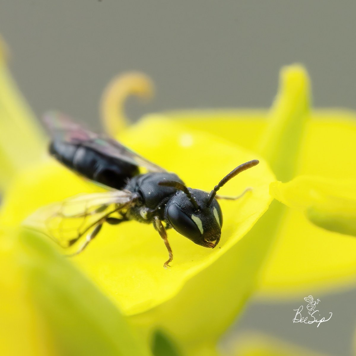 BeeSipOnline's tweet photo. Female Hylaeus sp. aka masked bee on a Brassica plant. Check out her "high kick" in the 2nd photo.

#beesip #SaveTheBees #flowers #bees #insect #macro #hylaeus #maskedbee #brassica #laarboretum #nativebees #bee #garden #insects #pollen #nativebee #gardens #MondayMorning #monday https://t.co/K585ltve8j
