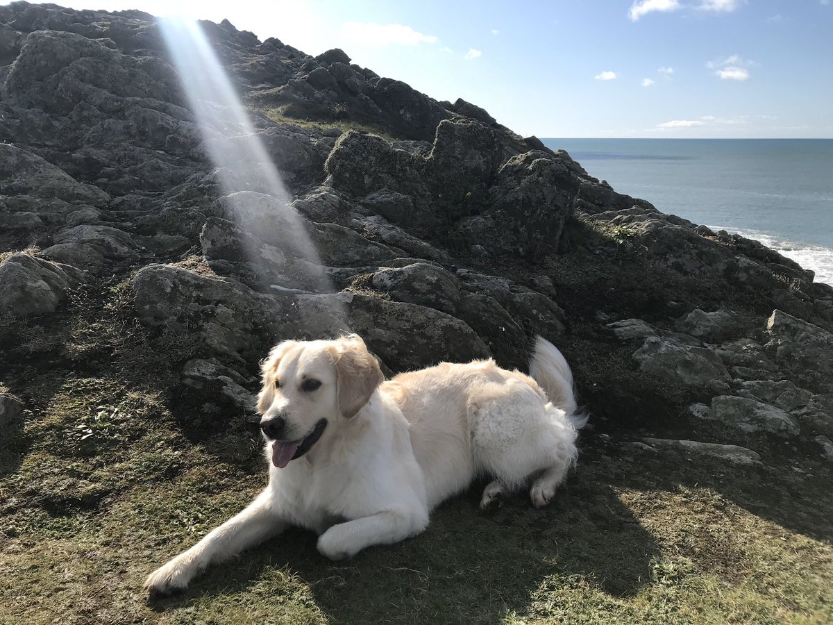 amypfogarty's tweet photo. @GoldretrieverUS #hope #light #sunshine #goldenretriever https://t.co/ivPyPYpVGr