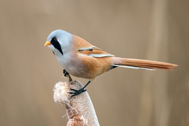 If you were a tit you might be called ‘bespectacled tit’ or ‘bearded tit’. Except not the latter because actually there is already a bird called this (though it’s actually a reedling and just looks similar to a long-tailed tit). But note that it looks like it has a beard...