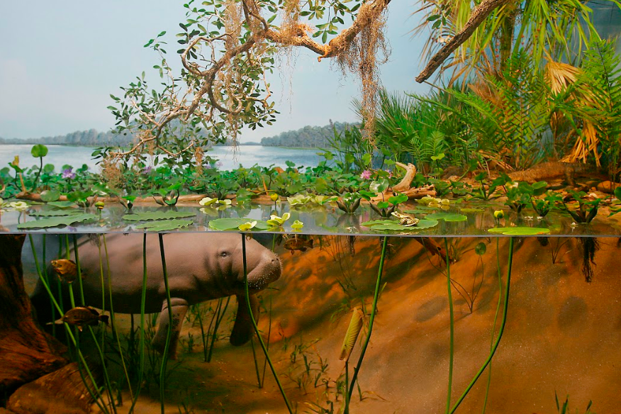 MKEPublicMuseum's tweet photo. #MPMDidYouKnow #manatees shares a common ancestor with #elephants? Manatees hang out #underwater but must come up every 5 minutes for air. Sounds like a lot of work for an #animal that can reach 15ft in length & weigh 15,000 lbs! Yet, it can still reach speeds up to 20mph. 😮 https://t.co/Kh7Y6I0f6P