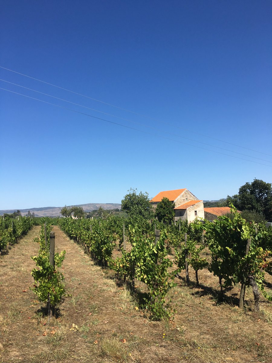 Want to know about Encruzado?Encruzado is a white grape that is indigenous to Portugal. Its homeland is in the Dao, where it thrives at the higher altitude and granitic soils. 1/5
