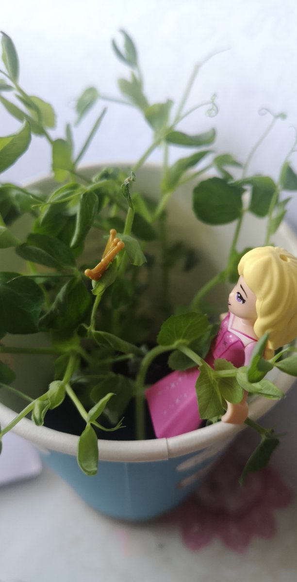 7millsprimary's tweet image. Eliza in Year 3 has been having loads of fun with lego and action figures. Here we have a princess, fighting their way through the jungle...

#sevenmills #easterlearning #homelearning #lego #legolearning