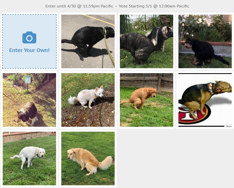 9 entries so far, just need 3 more to qualify. Submit your pics at the link below or just post in this thread.  https://ben2.secondstreetapp.com/Clone-Pet-who-Poops-Photo-Contest/gallery/