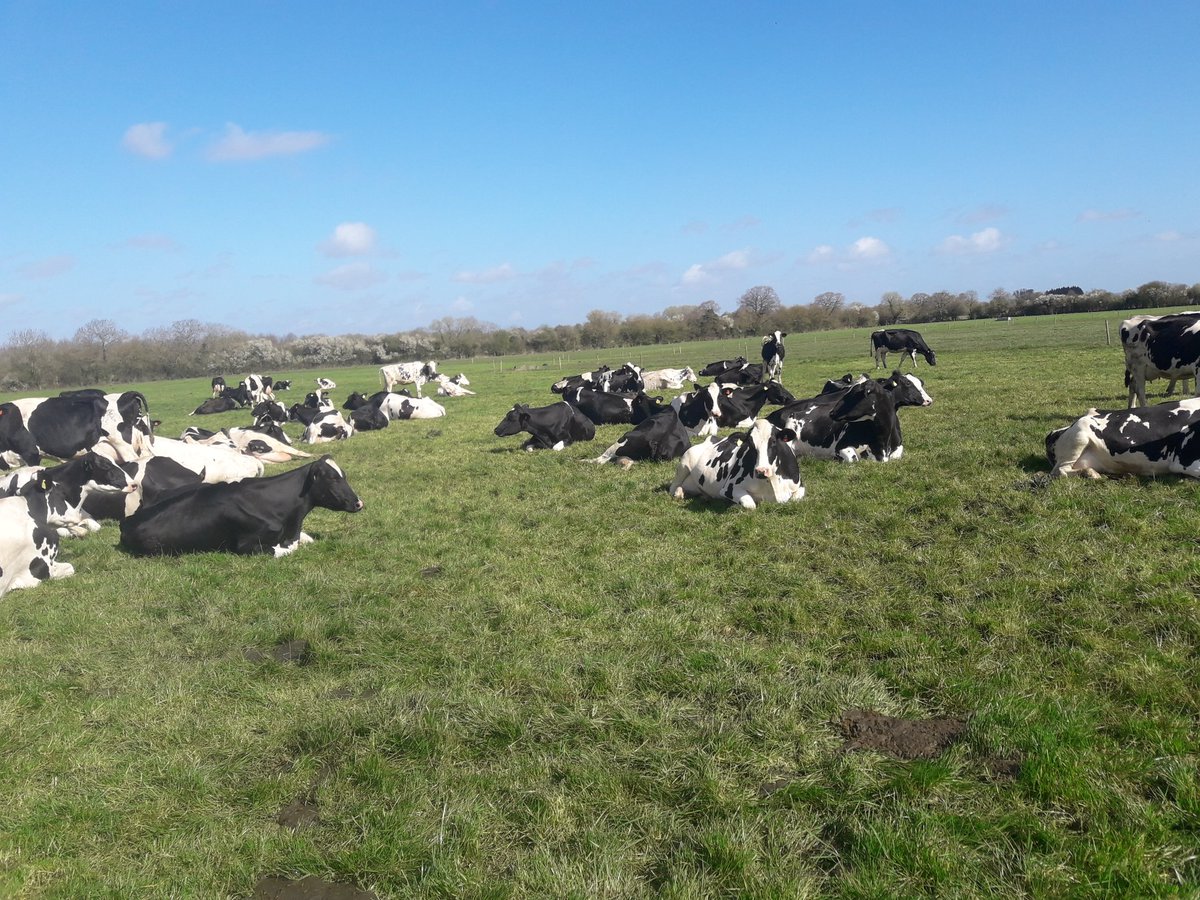 NorthleazeFarm's tweet photo. Had to dump today's milk as well so that is 17000l down the drain. But the girls aren't bothered we will do everything to keep them happy and healthy. https://t.co/GnMMgDf1Jr