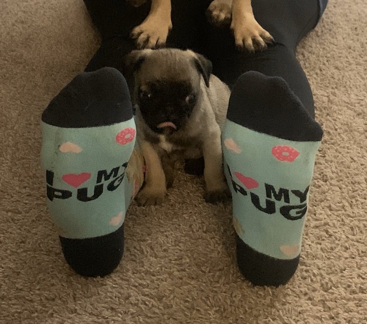 Celebrating sock day with my donut pug socks 💗 🍩 🐾 #CHESVirtualSpirit #CHESPirates
