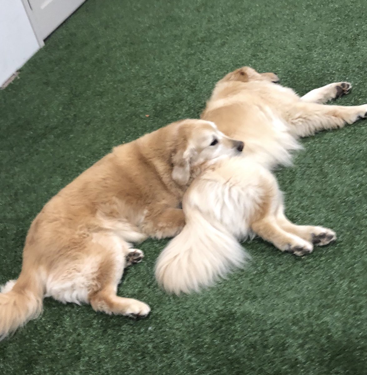 KirkHerbstreit's tweet photo. If your a dog (or any pet) owner you’ll understand this. We have our entire family home-following the guidelines &amp; it’s great to have bonus time w/ our twins, but I’m just VERY THANKFUL for Ben &amp; Theo. They play such a BIG role in our lives. God bless them &amp; their loving spirit! https://t.co/dMRD0SIdAB