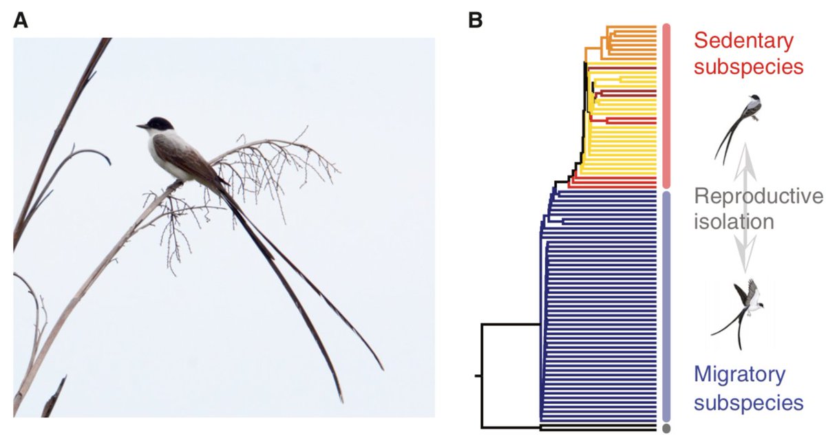 A short 'Dispatch' by myself and Dr. Marcella Baiz on the wonderful study of speciation via migratory drop-off by @V_GomezBahamon, <a href="/cdanielcadena/">daniel cadena</a> and colleagues. Fork-tailed flycatchers are the best!
Article: linkinghub.elsevier.com/retrieve/pii/S…
Dispatch: authors.elsevier.com/a/1asCc3QW8Ru6…