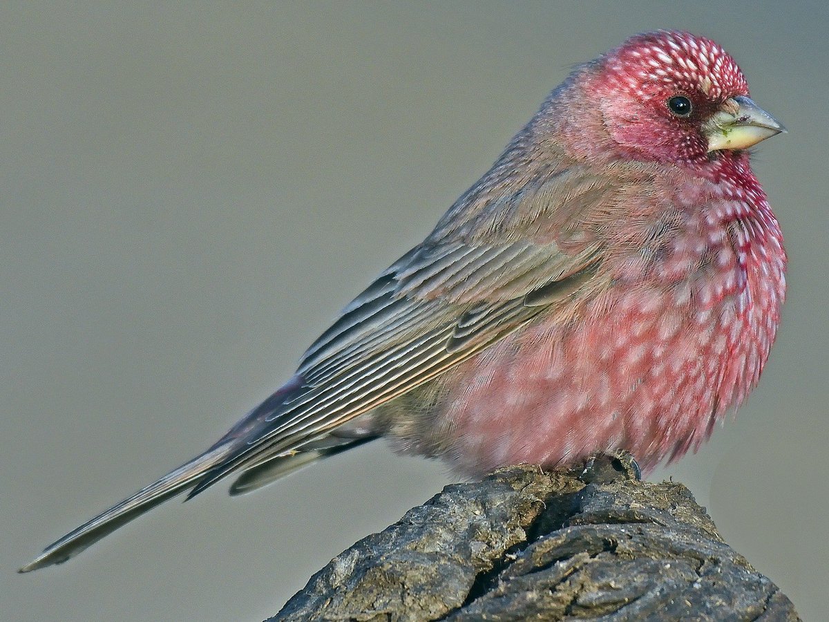 You’re writing your book, ‘Vertical and Horizontal Distribution of Turkestan Wildlife’ in which you offer the first description of a number of animals. There was a wild sheep (later named after you) and also the spotted great rosefinch.