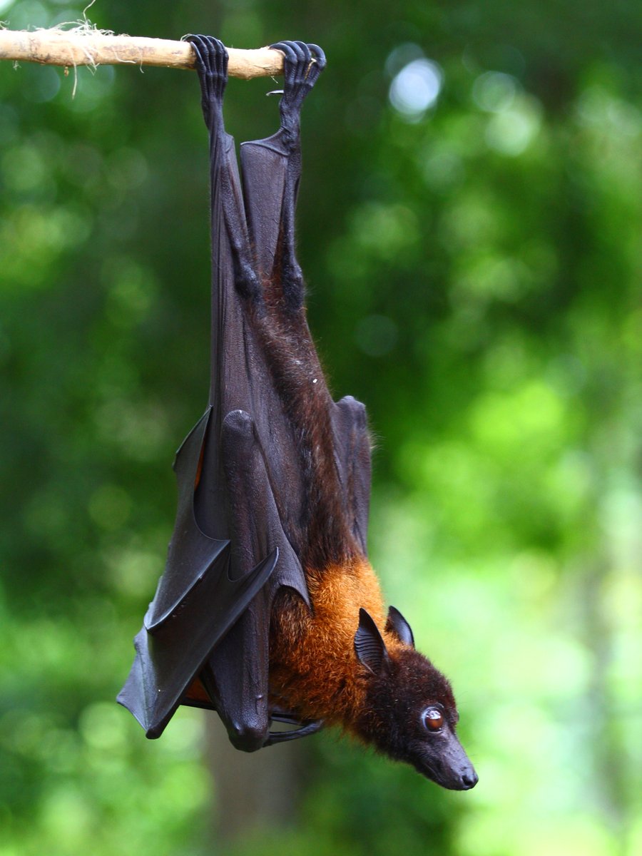 GlobalBatNet's tweet photo. Hello world! We're alive!
GBatNet brings together 13 networks of bat experts in service of securing sustainable bat diversity in a changing world
So let's meet the member networks and some of the leading scientists who are part of this effort! https://t.co/d66Yq6iVOK
