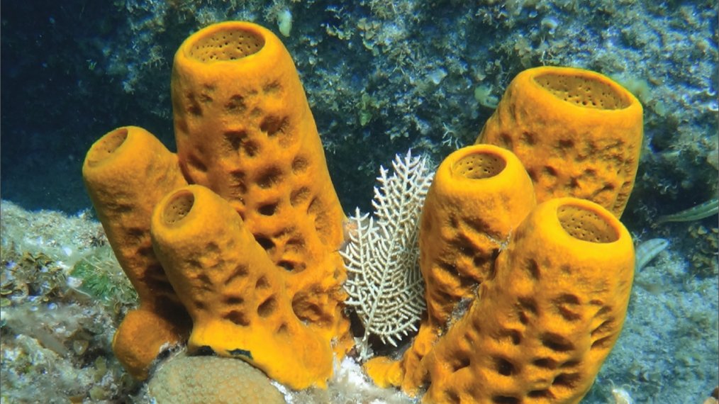 wildafanimals's tweet photo. The first animals evolved 665 million years ago and were probably sponges. 

Yeah, these are animals. https://t.co/65hMC8OeoE