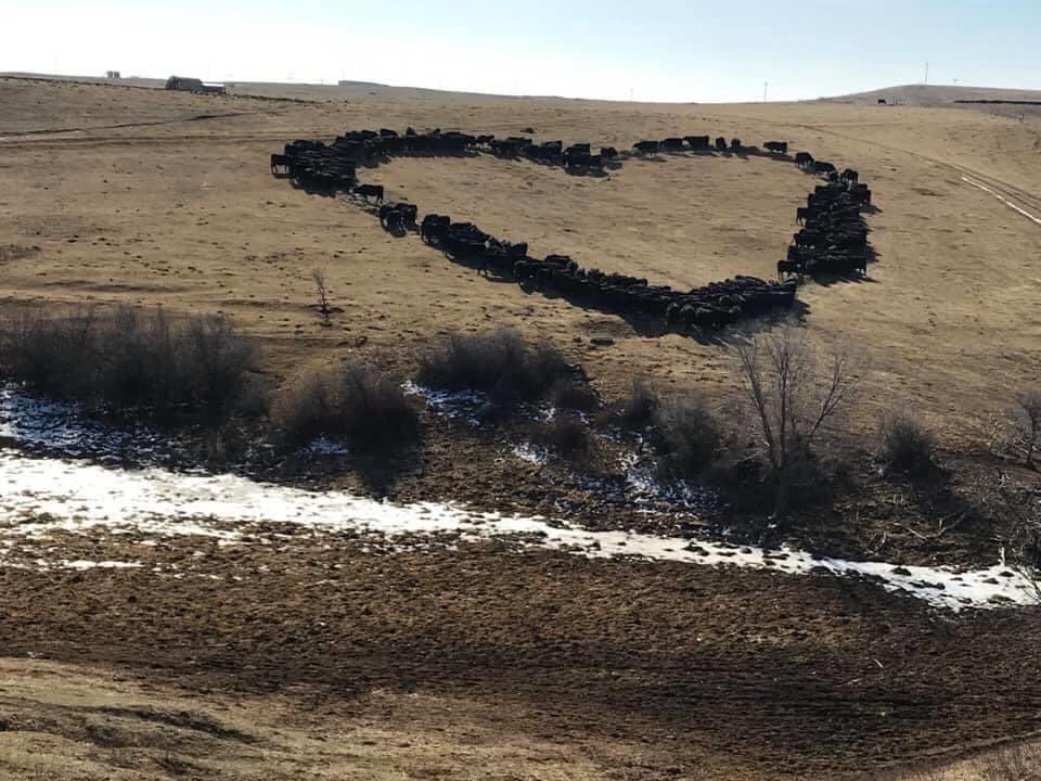 RichardStarke's tweet photo. A beef producer spent a little extra time feeding his cows this morning to send everyone a message of encouragement: https://t.co/2ZdmEh8yX4