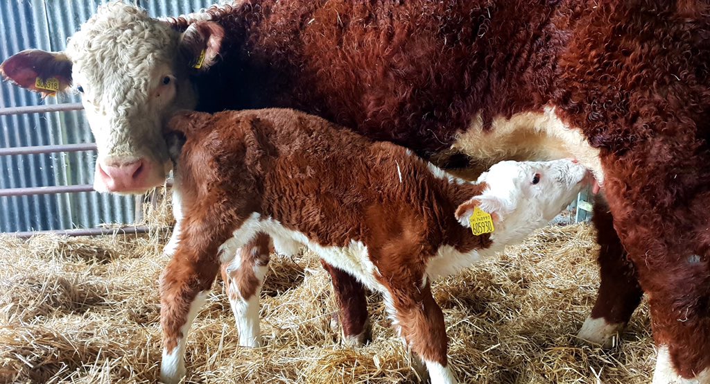 cogentbreeding's tweet photo. #SiredByCogent Gouldingpoll 1 GOLD SPICE at Beca Poll Herefords, Twose Farm, Carmarthenshire.
“We’re very pleased with our GOLDSPICE calves. They are easy calving, well framed calves with great structure and width over their tops! - Joseph Twose
#BeProfitableBeCogent https://t.co/voTbaPXpoj