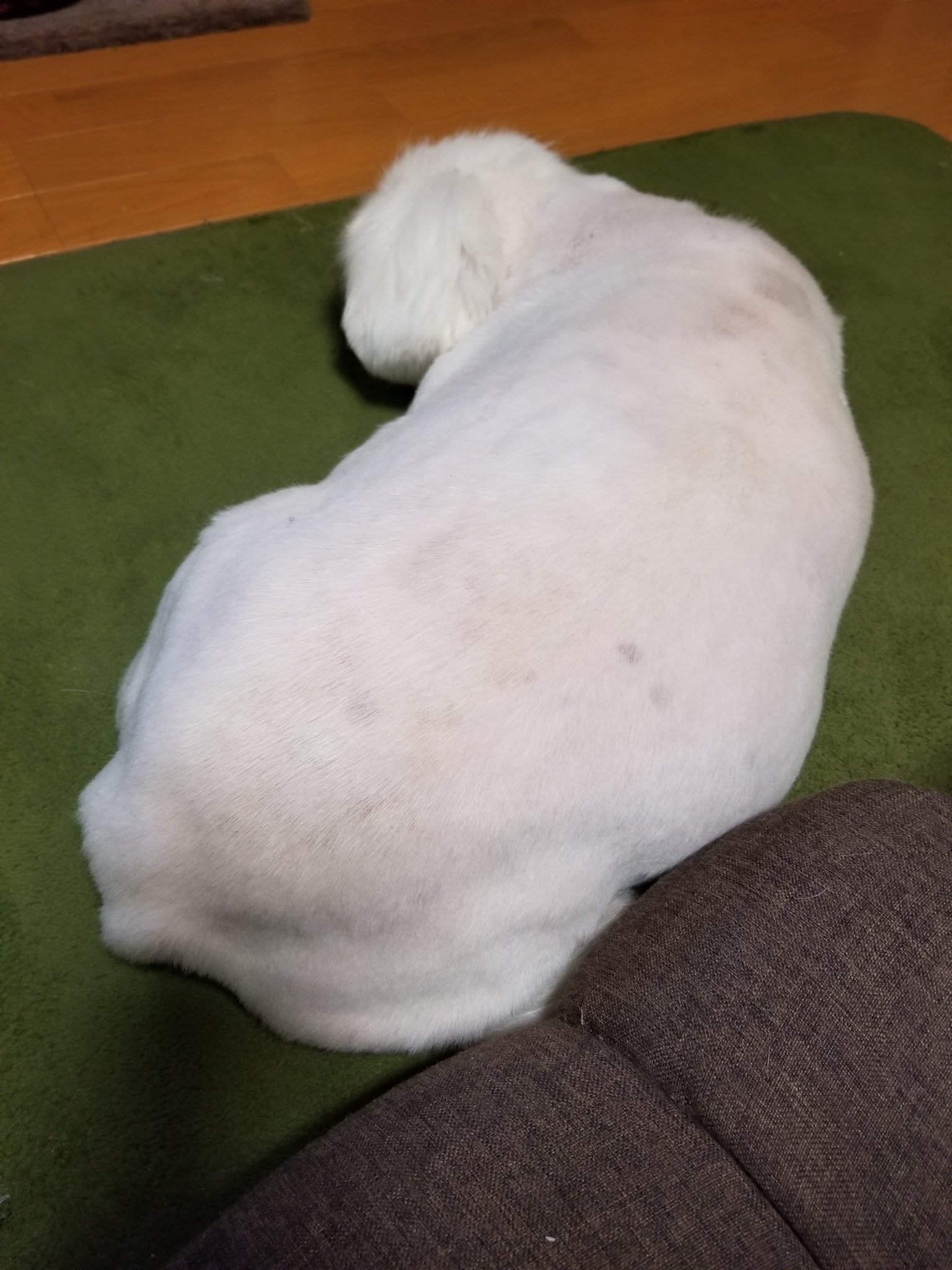犬のおなら Twitter Search Twitter