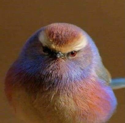 This is almost certainly the most beautiful bird I’ve ever seen. Look at this glamour shot.