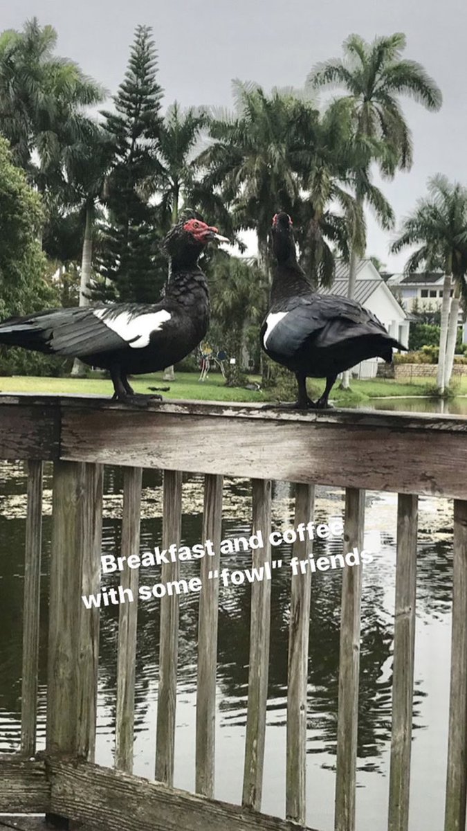 ernsting_d's tweet photo. Breakfast and coffee with some fowl friends #StayAtHome https://t.co/FAI4OnGuvI