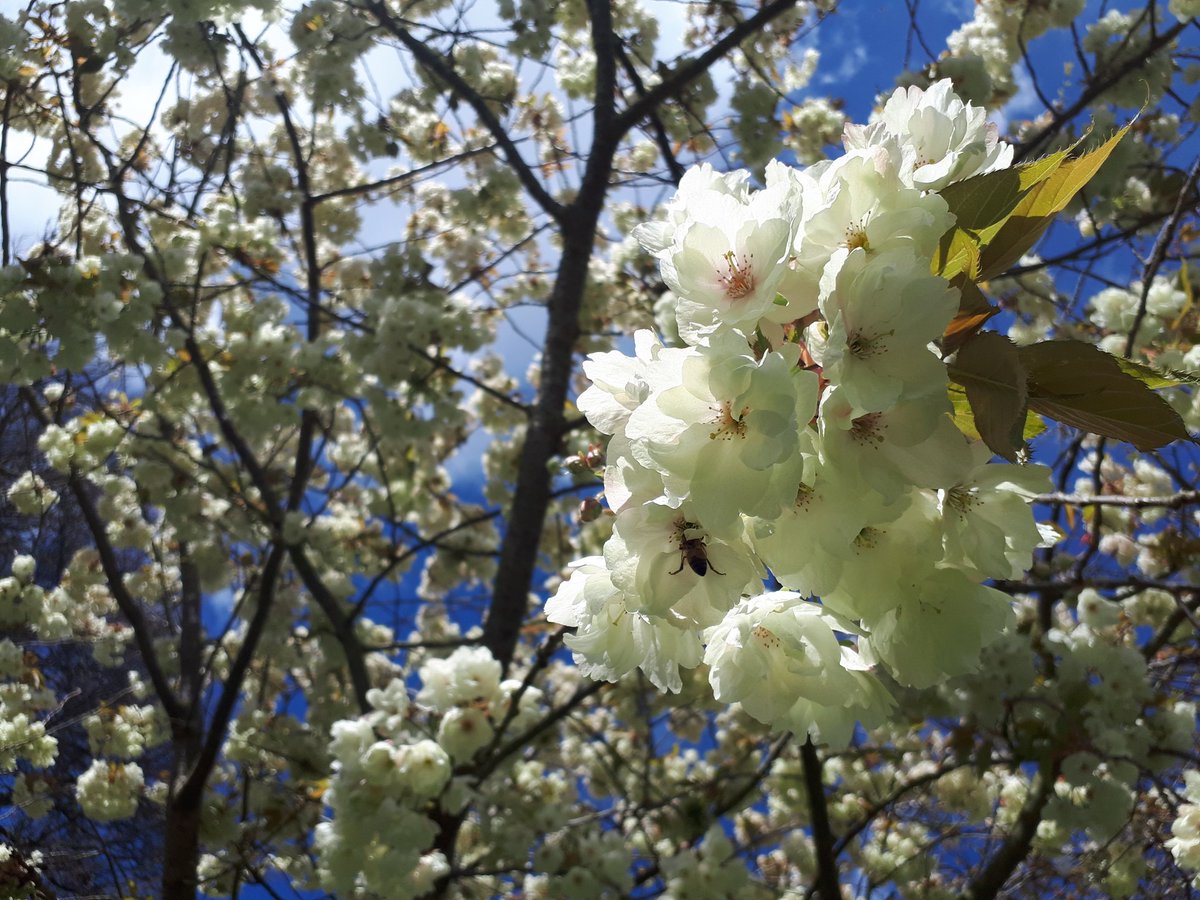 helsburd's tweet photo. Back to work after 3 weeks illness. The garden is carpeted in wood anemone and the Prunus 'Ukon' filled with honey bees. #PrunusserrulataUkon #apismelifera https://t.co/Qt5NfgsPG5