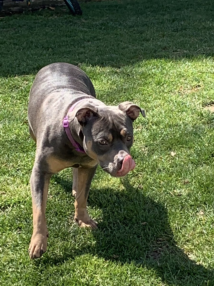 JillShaughness2's tweet photo. Pet day at MPT! We love our Zoey! #MondayMorning #menloparkterrace #SpiritWeek #petselfieday #week4 @ldalessandro15 @MargaretTruppa @MenloPark19 https://t.co/E7IZ0A7hAw