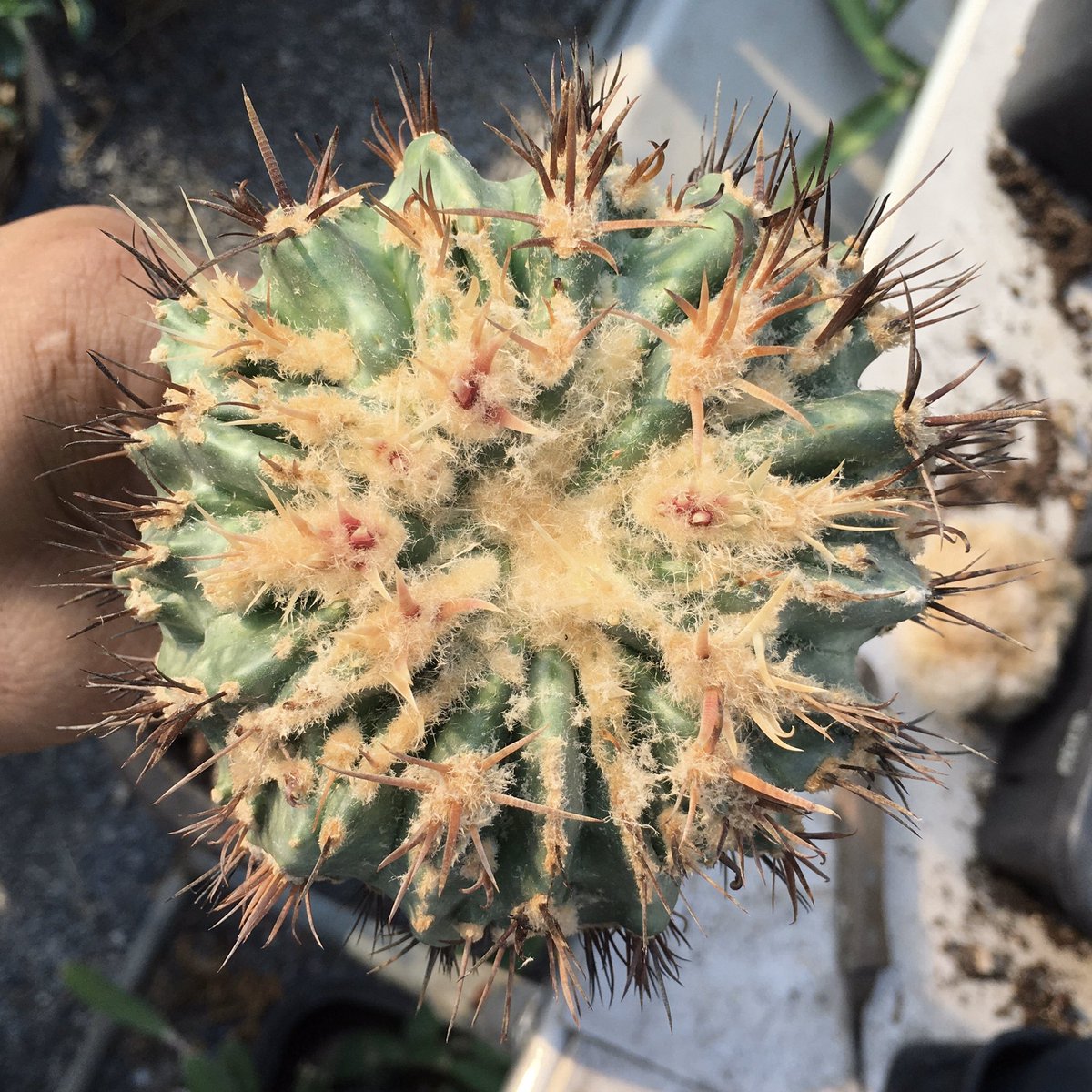primetimezone1's tweet photo. #cactus #homalocephala texensis cristata https://t.co/bI5j2DyUWQ