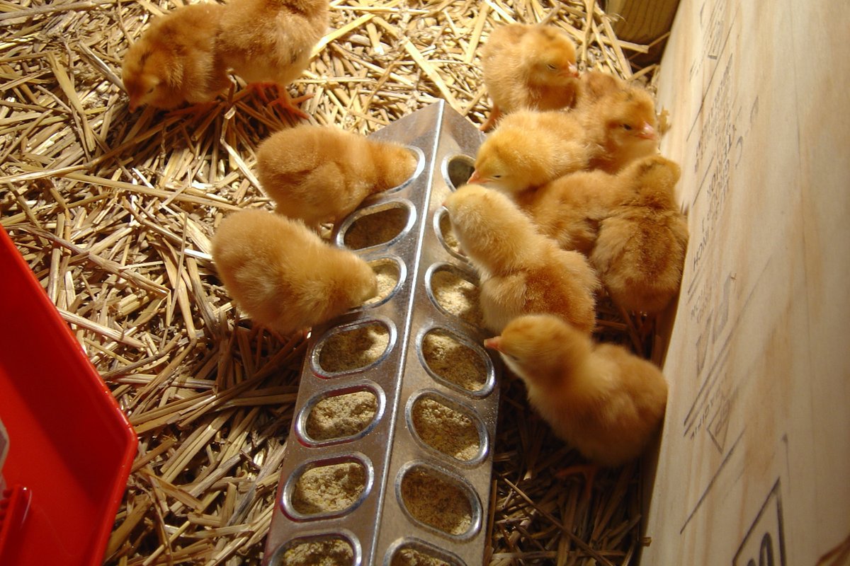 AcresUSA's tweet photo. "Getting your baby chicks off to a good start isn’t rocket science, but it is literally the single most important component of being successful in a pasture-based broiler operation."
Learn more here: https://t.co/UQuWpky3Vv
#efd #ecofarmingdaily #broodingchicks #babychicks https://t.co/N5voItQrEV
