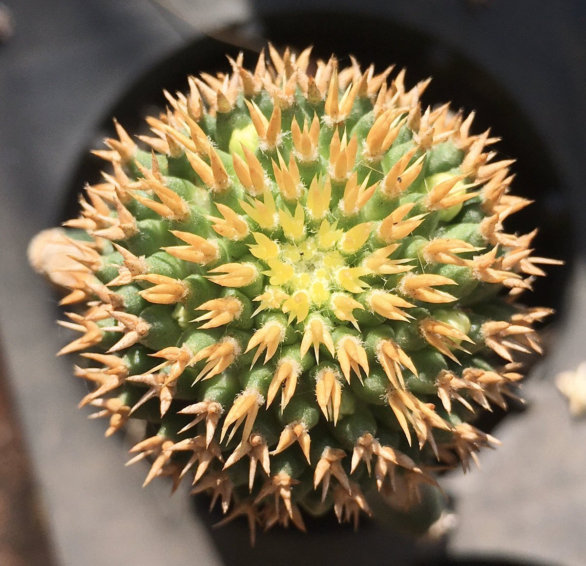 primetimezone1's tweet photo. #mammilaria #cactus # กระบองเพชร https://t.co/QI61Oa82Nn