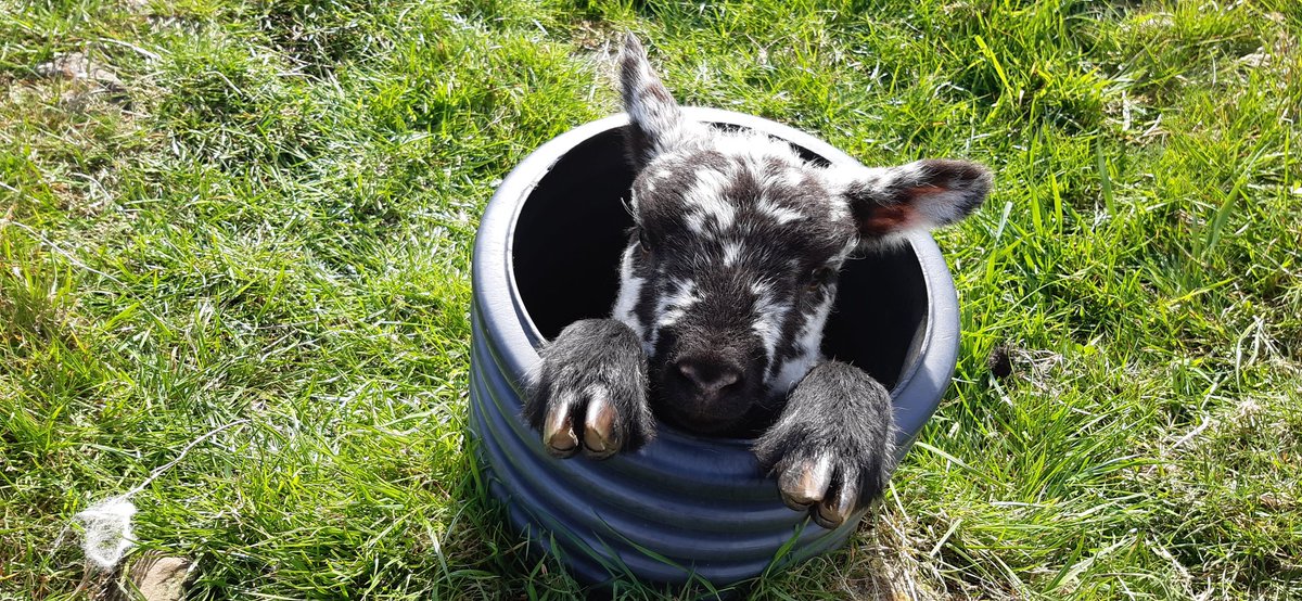 The hungry farmer. tweet media