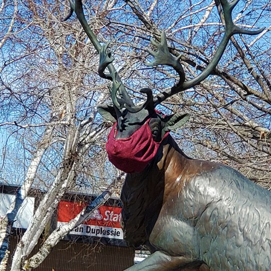 I love that someone out there made a mask for our caribou... #covidkindness #masksforall #makeminemaroon