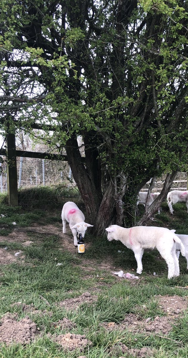 Not quite what the lambs are used to: Reading Gold, ⁦<a href="/tuttsclumpcider/">Tutts Clump Cider</a>⁩