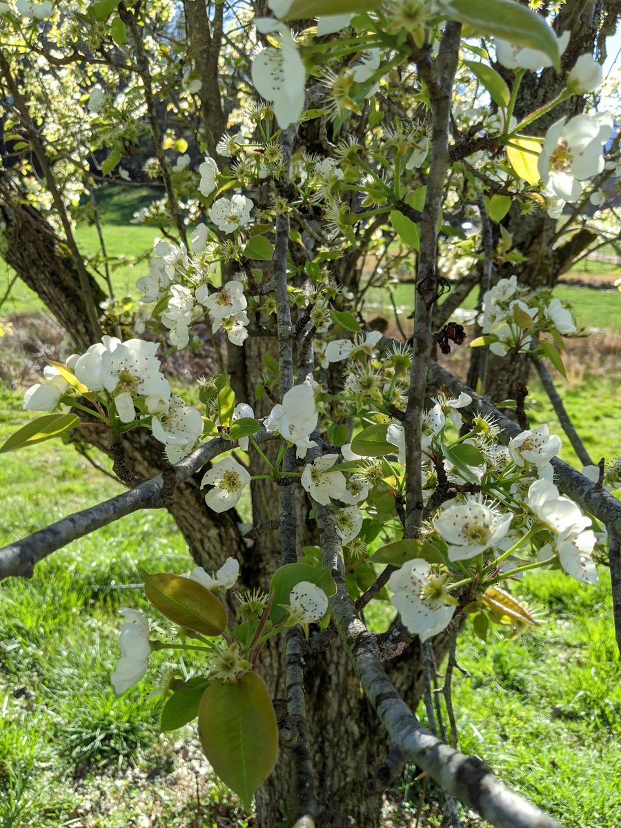 Okay but check out these photos I took of my mom's pear tree