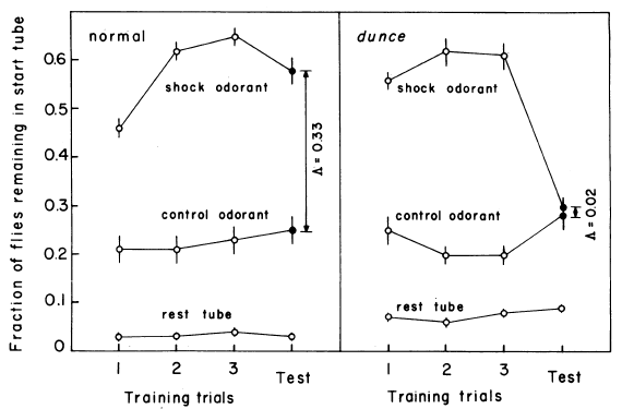 But back to  @yadindudai and dunce - they tested 500 mutagenized X chromosomes and found a mutant! You see on the left that in test controls do not leave start tube and avoid shock odor. But not dunce on the right! They behave the same for control and shock odor!