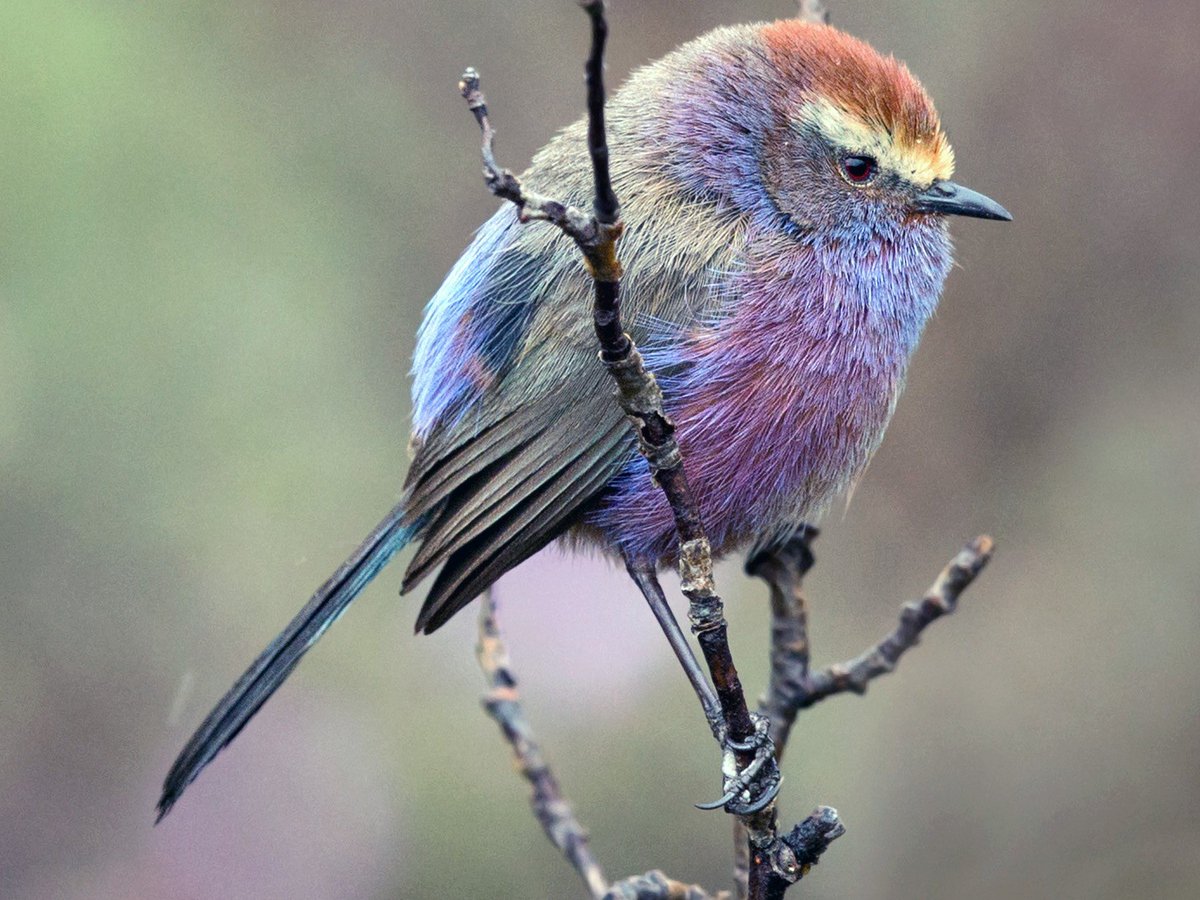 So what, you may ask, is this beautiful rainbow coloured bird commonly called?Is it the rainbow tit? No.