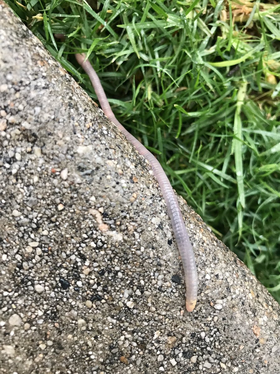 Rainy day worm, Russell Ave.