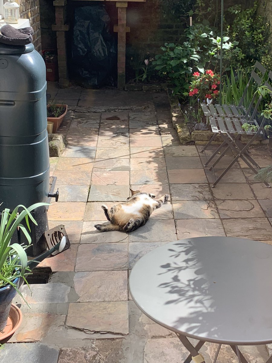 migummog's tweet photo. Happy #manspreadingmonday furpals. Thought I would take my snooze outside today #cat #catsofquarantine #CatsOfTwitter https://t.co/xtfOlBEyYI
