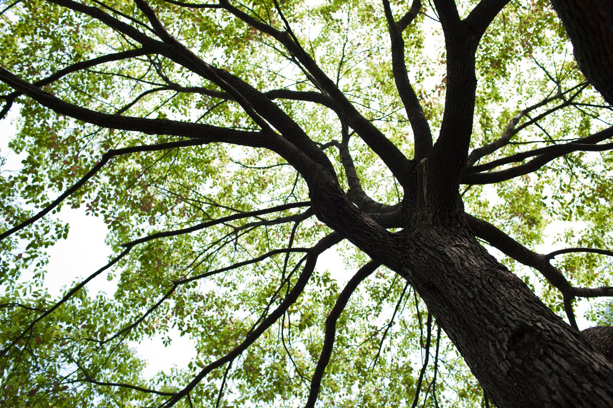 « Il faut un institut mettant en relation médecine animale, végétale, humaine avec des disciplines comme l'anthropologie pour insister sur le fait que nous sommes des vivants appartenant à des systèmes reliés les uns aux autres.»
Didier Sicard, professeur de médecine
<a href="/franceinter/">France Inter</a>